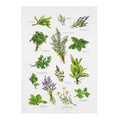 Field Guide Herbs Printed Kitchen Towel - Sally Eckman Roberts
