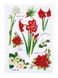 Field Guide Holiday Blossoms Kitchen Towel - Sally Eckman Roberts